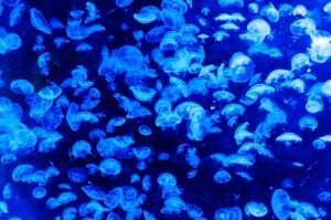 Cómo afectan las picaduras de medusas a las pieles sensibles